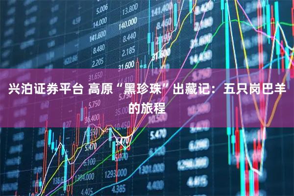 兴泊证券平台 高原“黑珍珠”出藏记：五只岗巴羊的旅程